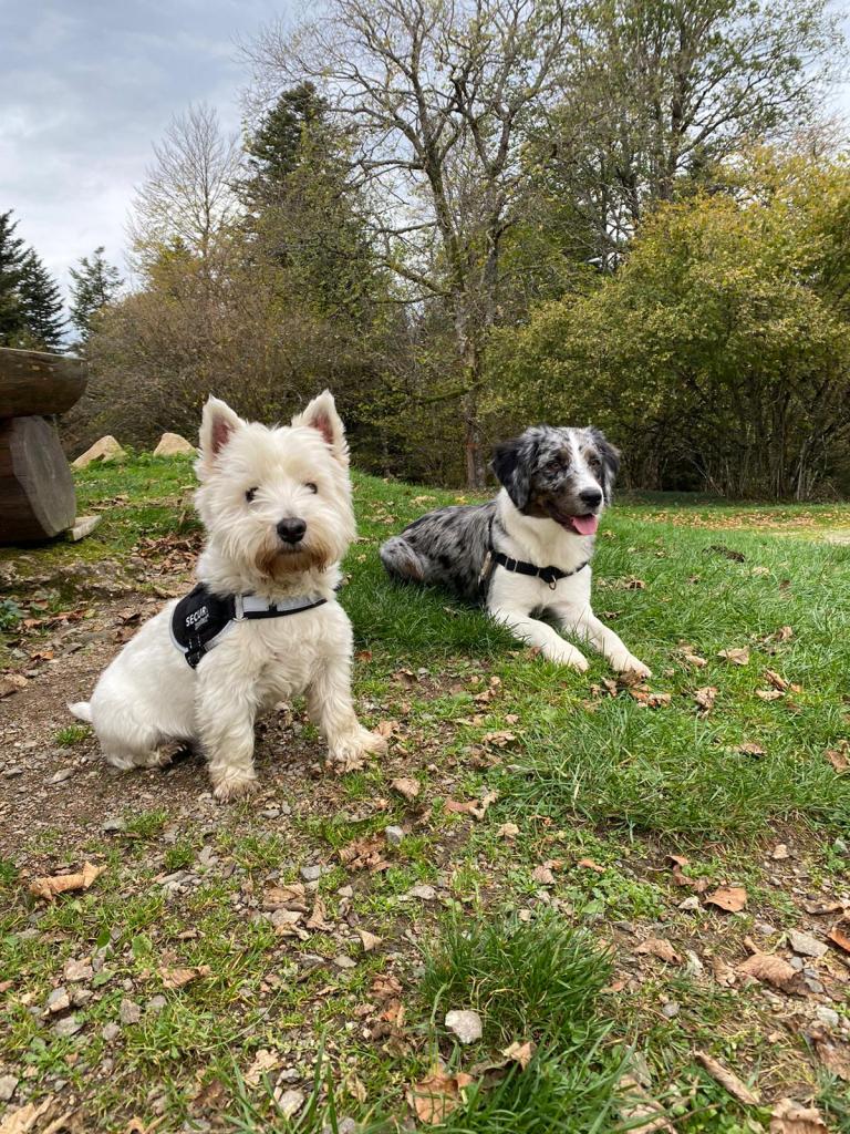 séance-education-chiens